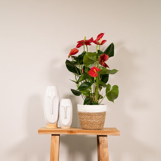 Anthurium Red - Ø17cm - 55cm