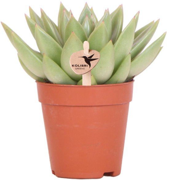Kolibri Greens | Groene plant - Succulent Echeveria Miranda - groene kamerplant - vers van de kweker - Ø9cm -