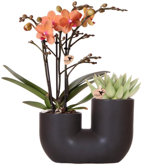 Kolibri Orchids | Set van oranje orchidee Bolzano en succulent in Tube sierpot black - potmaat Ø9cm | bloeiende kamerplant - vers van de kweker