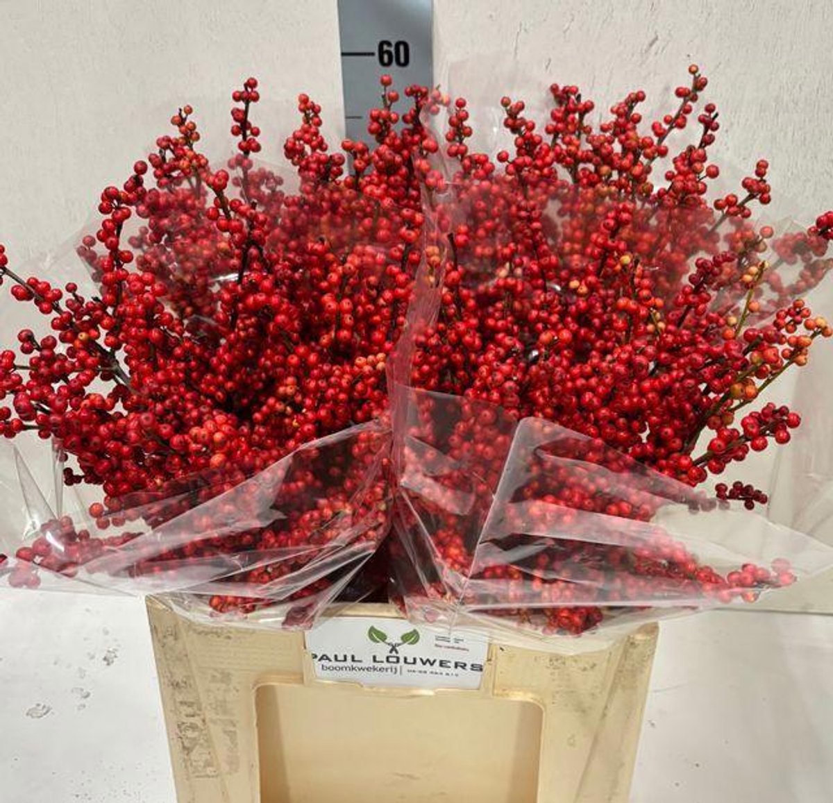10x Ilex verticillata 60cm