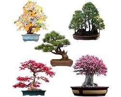 Bonsai Zaden Set van 5 Verschillende Soorten - Amerikaanse Amberboom, Bergsequoia, Mediterrane Den, Rode Waaieresdoorn en Woestijnroos - Inclusief Gratis eBook en Zaadkaarten - Hoge Kiemkracht