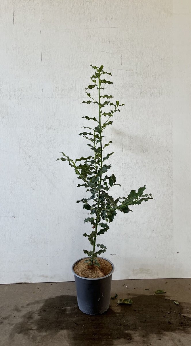 Gewone hulst 60-80 cm (in pot) - Ilex aquifolium - Ø19 cm - rode bessen voor vogels - - onderhoudsarm