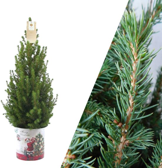 NatureNest - Kerstboom in Kerstman pot | 1x Picea Conica 'December' | 19 cm Ø | 60 cm