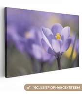 Tableau sur toile Printemps - Crocus - Violet - 90x60 cm - Décoration murale