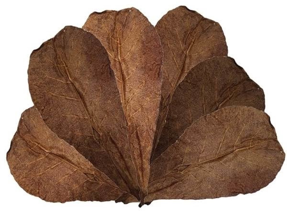 Aquarium - Catappa leaves - Catappa bladeren 18-28cm - 10 stk.