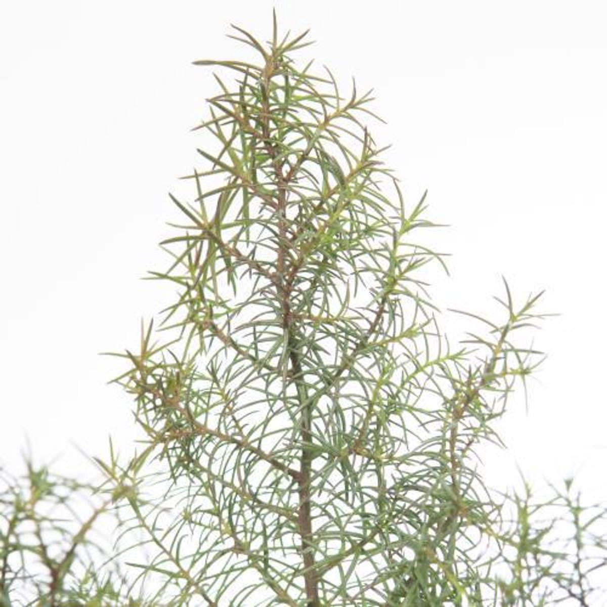 1x Ko cryptomeria jap.elegans 50cm