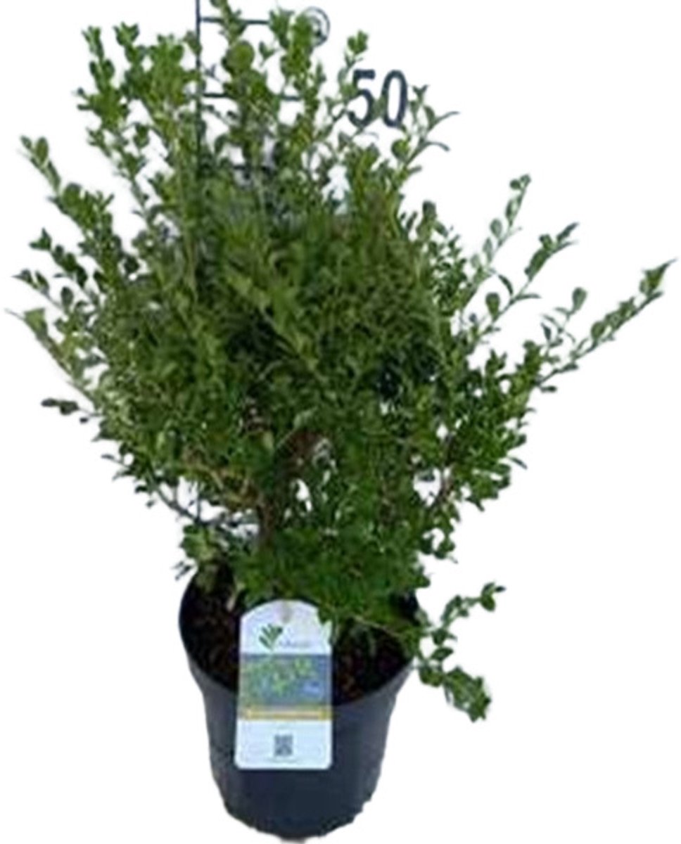 Betterbuxus 'Babylon Beauty' – 30-40cm – Wintergroene Heester – Compacte Groei – Meerjarig & Schimmelresistent – Ideaal voor Hagen & Borders