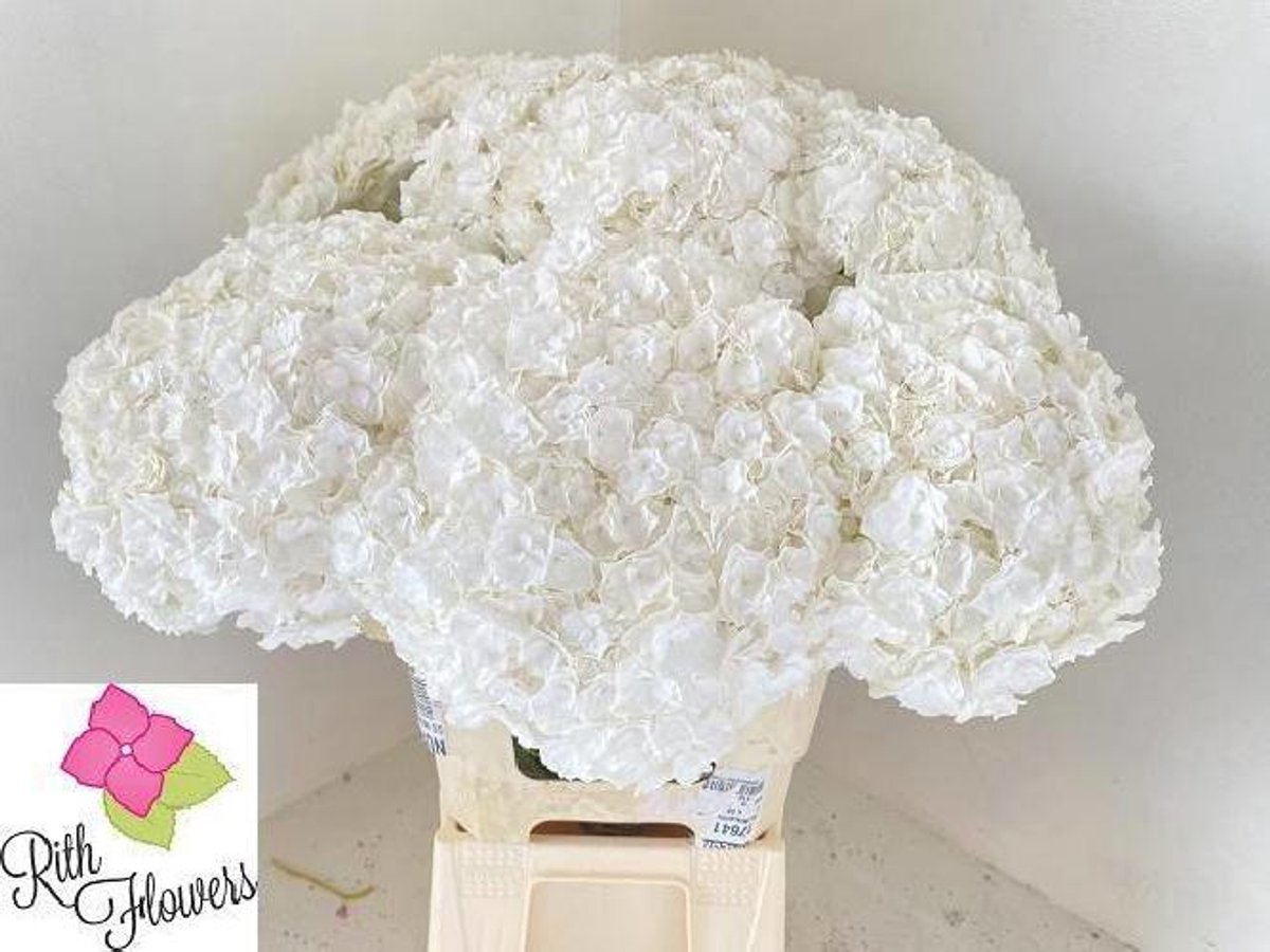 10x Hydr.royal highness 60cm