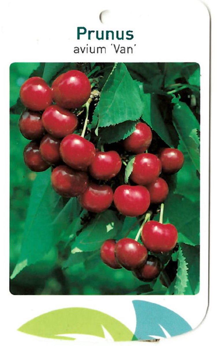 Oosterik home - Prunus Avium Van