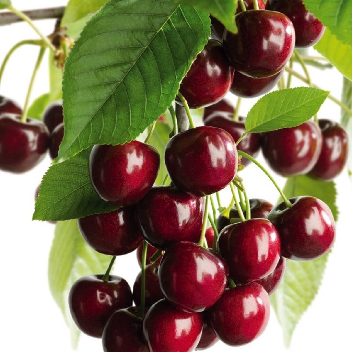 Plants Online BV - Planten - Tuinplanten - Fruit - Set van 1 - Prunus avium 'Kordia'