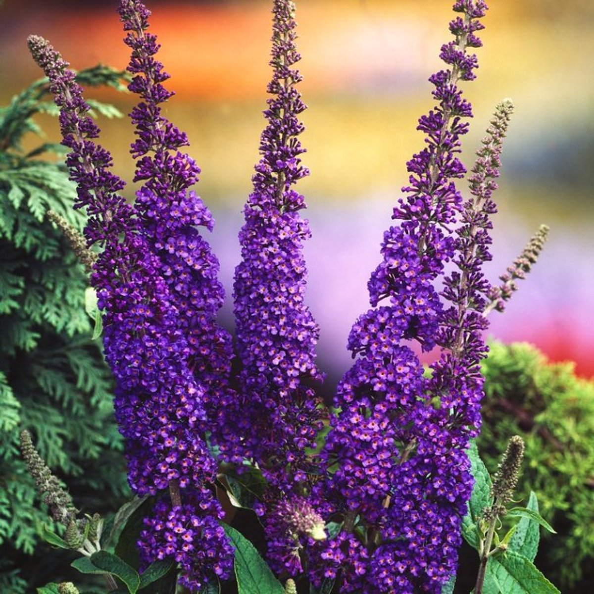 Buddleja davidii 'Empire Blue' C3 50-60 cm - Informele haag - Insectenlokkend - Bladverliezend - Bloeiende plant - Geurend