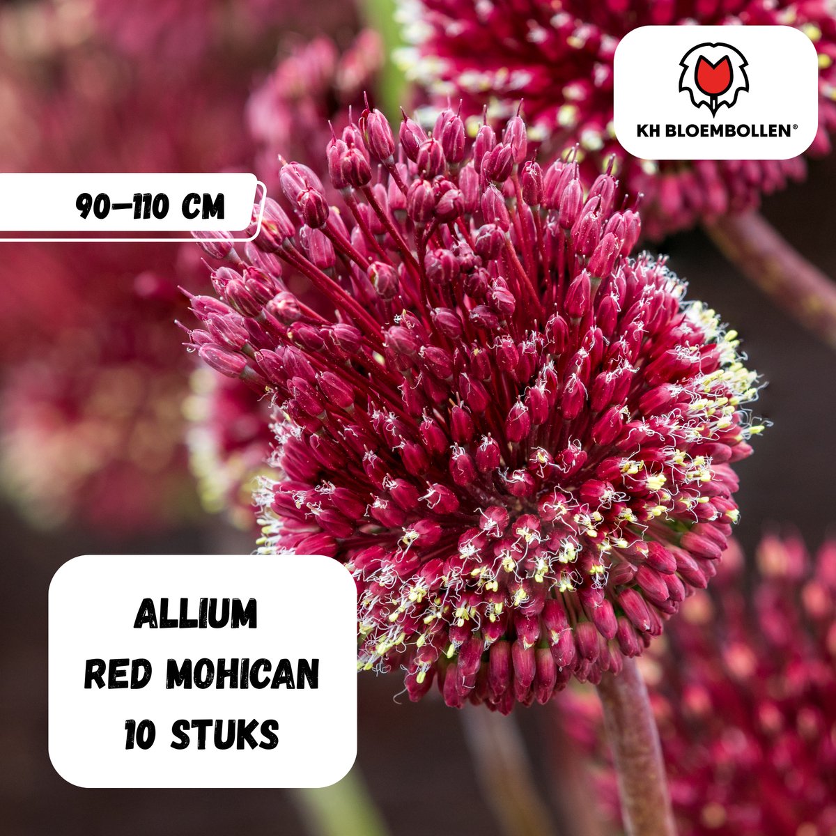 Bloembollen - Allium Red Mohican 10st. - KH Bloembollen® - sieruien - rood/paars met kuif - 3 stuks - Cadeau - Tuin - Vers van de teler!