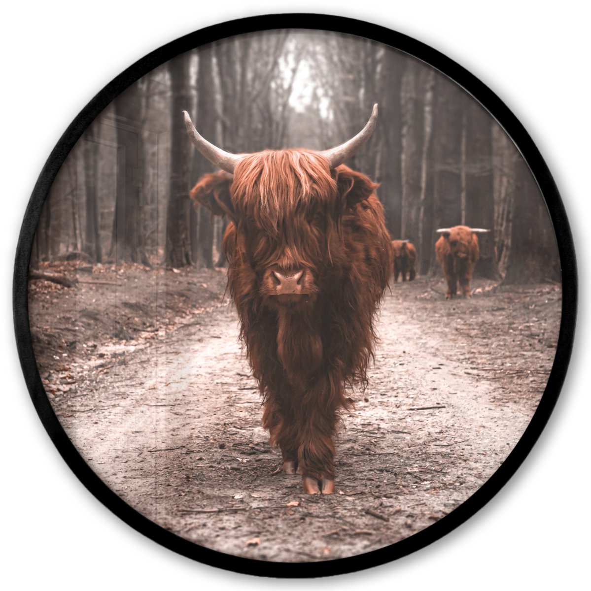 FrameYourWall Poster in lijst Rond - Fotolijst 40x40 cm - Posters - Schotse hooglander - Bos - Koe - Dieren - Natuur - Ronde posterlijst zwart - Decoratie - Wanddecoratie woonkamer - Muurdecoratie slaapkamer