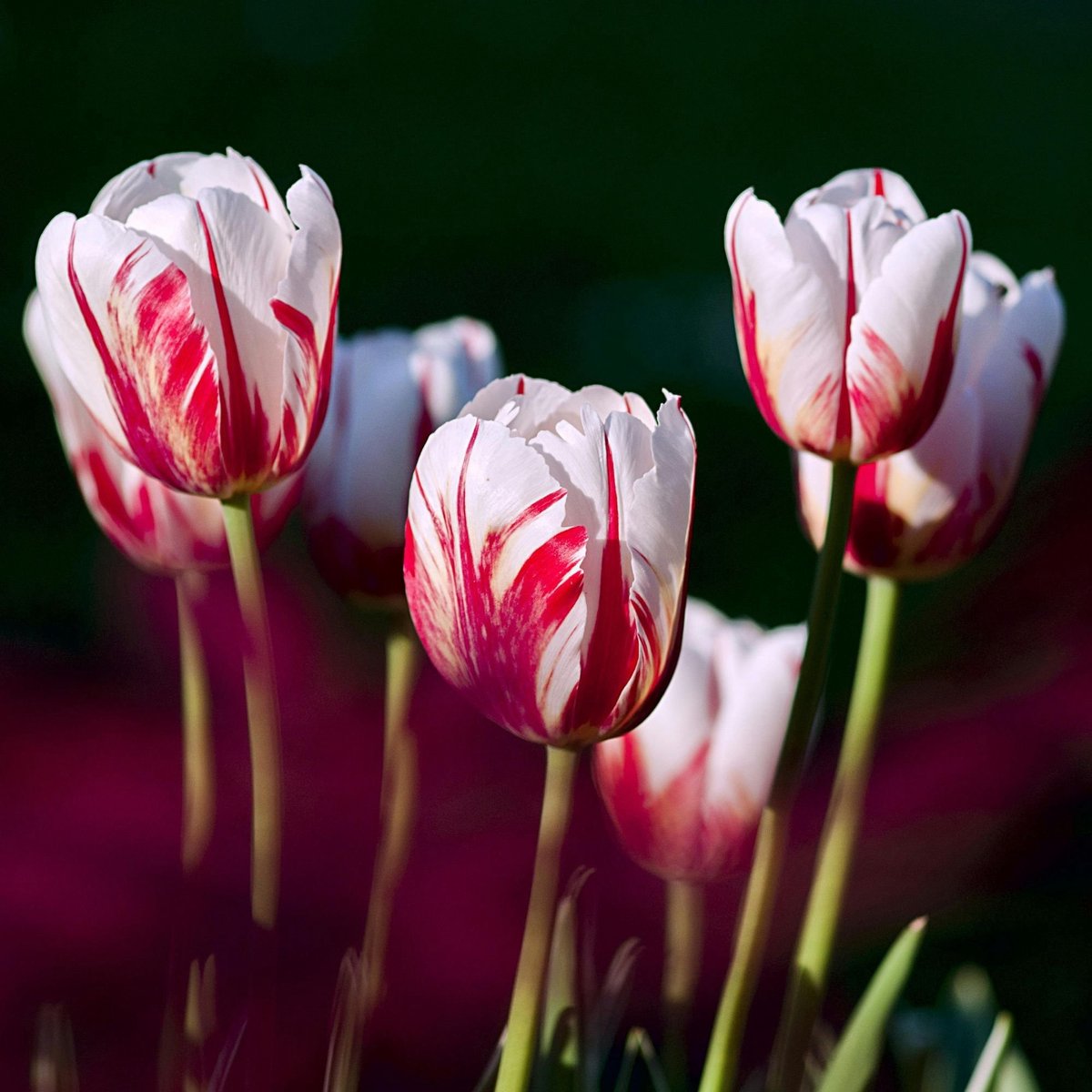 Tulp Carnaval de Rio - Tulipa - Snijbloemen - bloeit in April / Mei