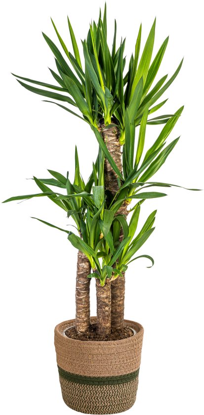 Plantenboetiek.nl | Yucca Elephantipes met mand - Ø21cm - 90-110cm hoog - Kamerplant - Groenblijvend