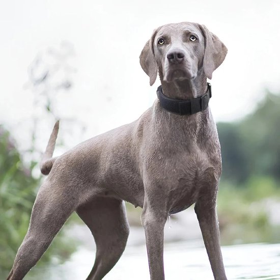 Ben&Bruno 100% handgemaakte hondenhalsband, hoogwaardig paracord-materiaal, verstelbaar en ademend voor kleine, middelgrote en grote honden, robuust en milieuvriendelijk design (wit, bruin