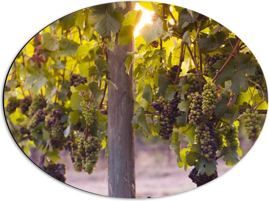 WallClassics - Dibond Ovaal - Groene en Paarse Trossen Druiven - 56x42 cm Foto op Ovaal (Met Ophangsysteem)