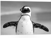 WallClassics - PVC Schuimplaat- Vrolijke Pinguïn Zwart / Wit - 75x50 cm Foto op PVC Schuimplaat