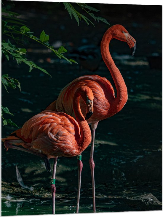 WallClassics - Acrylglas - Twee Flamingos in de Schaduw - Foto op Acrylglas (Met Ophangsysteem)