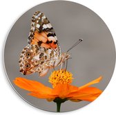 WallClassics - PVC Schuimplaat Muurcirkel - Vlinder op Oranje Bloem - 40x40 cm Foto op Muurcirkel (met ophangsysteem)
