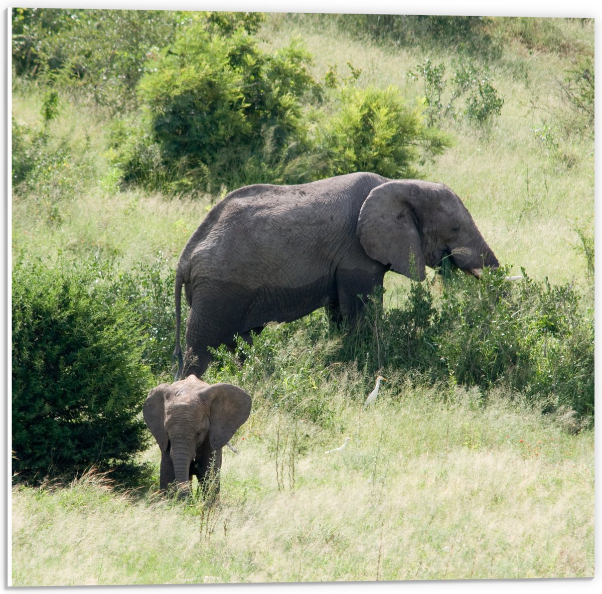 PVC Schuimplaat - Moeder en Baby Olifant - 50x50 cm Foto op PVC Schuimplaat (Met Ophangsysteem)