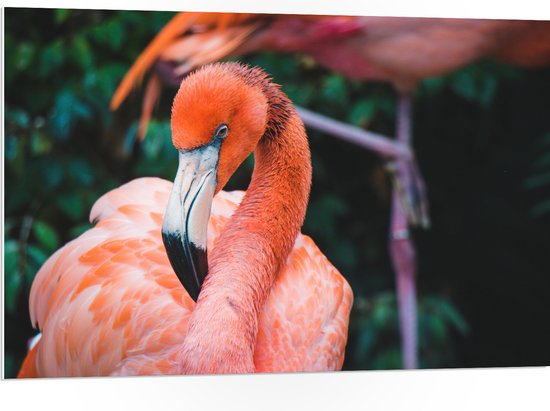WallClassics - PVC Schuimplaat- Close-Up van een Flamingo - 105x70 cm Foto op PVC Schuimplaat