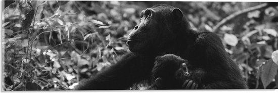 WallClassics - Acrylglas - Chimpansee met Baby Zwart / Wit - 60x20 cm Foto op Acrylglas (Met Ophangsysteem)