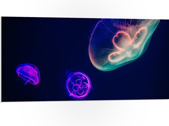 WallClassics - Plaque Mousse PVC - Méduses Colorées Sous Water - Photo 100x50 cm sur Plaque Mousse PVC (Avec Système d'accrochage)