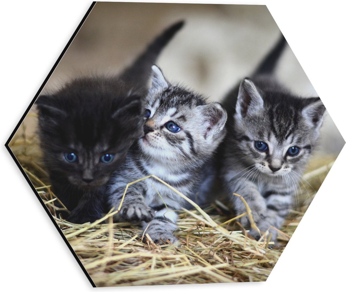 Dibond Hexagon - Drie Schattige Baby Poesjes - 30x26.1 cm Foto op Hexagon (Met Ophangsysteem)