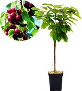 Prunus avium 'Karina' kersenboom, Gisela 5® onderstam, 5 liter pot