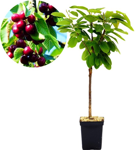 Prunus avium ' Karina' cerisier, porte-greffe Gisela 5®, pot de 5 litres |  bol.com