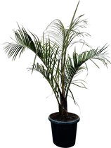 Palmboom - Dypsis Decaryi - Driehoekspalm - Pot ⌀ 35cm - Hoogte  150-175cm
