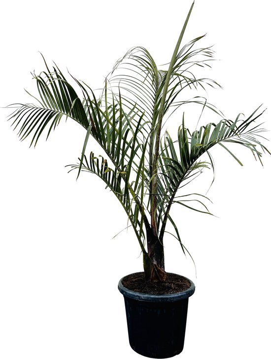 Dypsis Decaryi - Driehoekspalm - Hoogte 150-175cm