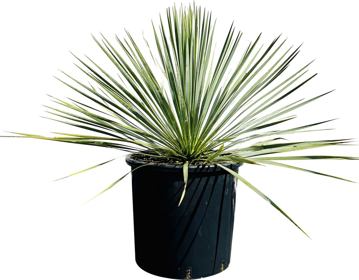 Palmboom - Yucca Rostrata - Pot ⌀ 30 cm - Hoogte 50-60cm