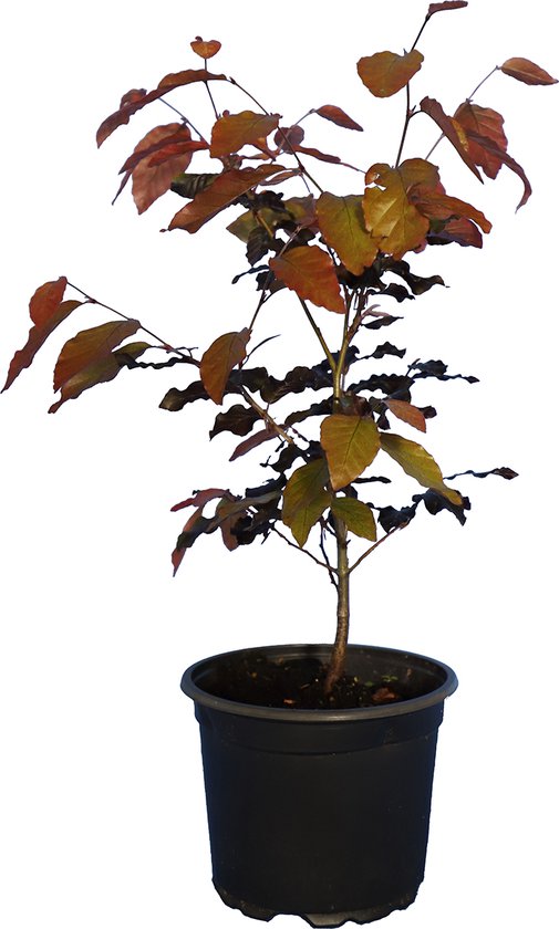 1 stuks | 2 kleuren beukenhaag Pot 40-60 cm | Standplaats: Half-schaduw | Latijnse naam: Fagus sylvatica