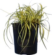 10 stuks | Japanse zegge Evergold pot 20-25 cm | Standplaats: Half-schaduw | Latijnse naam: Carex oshimensis Evergold Siergras