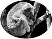 WallClassics - Dibond Ovaal - Zwart Wit Foto van Slapende Koala - 68x51 cm Foto op Ovaal (Met Ophangsysteem)