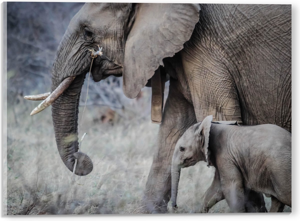 Acrylglas - Wandelende Baby Olifant met Moeder - 40x30 cm Foto op Acrylglas (Wanddecoratie op Acrylaat)