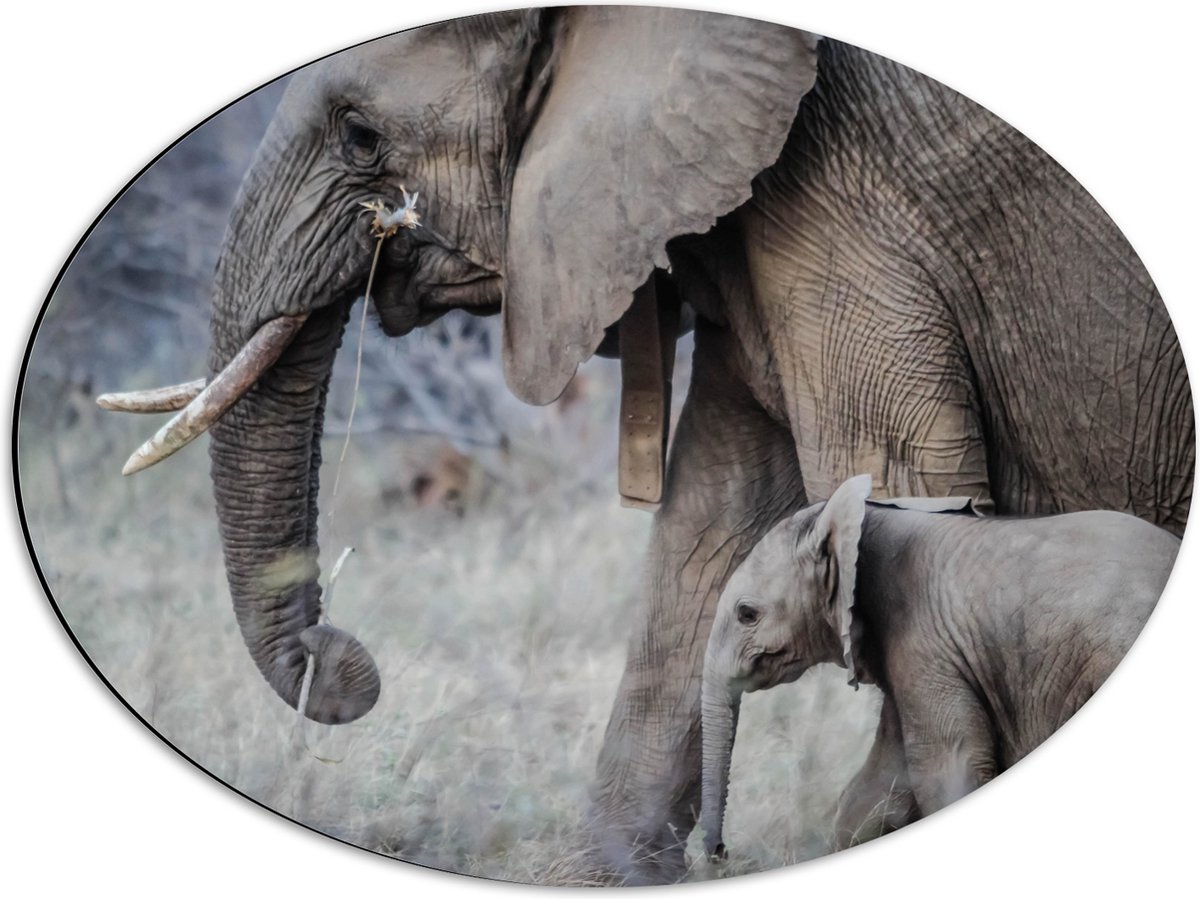 Dibond Ovaal - Wandelende Baby Olifant met Moeder - 56x42 cm Foto op Ovaal (Met Ophangsysteem)