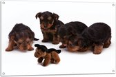 WallClassics - Tuinposter – Puppy's met Knuffel - 105x70 cm Foto op Tuinposter  (wanddecoratie voor buiten en binnen)