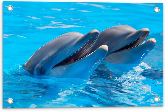 WallClassics - Poster de Jardin - Deux Dauphins Heureux dans l' Water - 60x40 cm Photo sur Poster de Jardin (décoration murale pour l'extérieur et l'intérieur)