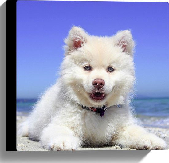 WallClassics - Canvas  - Finse Lappenhond aan Zee - 30x30 cm Foto op Canvas Schilderij (Wanddecoratie op Canvas)