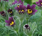 Wildemanskruid (Pulsatilla vulgaris) (paars) - Oeverplant - 3 losse planten - Om zelf op te potten - Vijverplanten Webshop