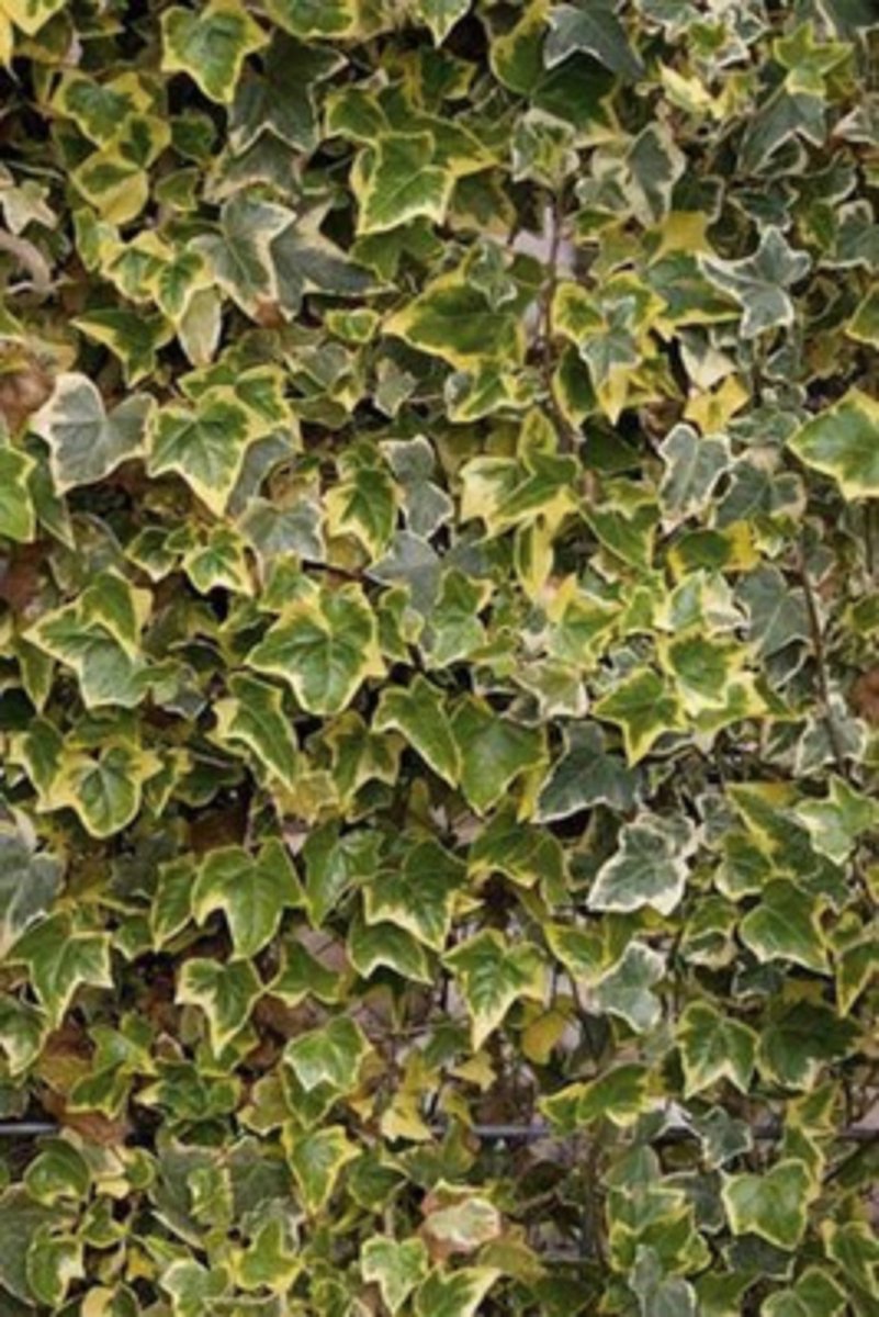 6 x Hedera helix 'Marginata Elegantissima' - KLIMOP , WITBONTE KLIMOP, BONTBLADIGE KLIMOP - pot 9 x 9 cm