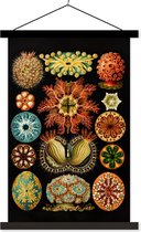 Posterhanger inclusief Poster - Ernst Haeckel - Zeedieren - Boho - Bohemian decoratie - Botanisch - Zwarte latten - 60x90