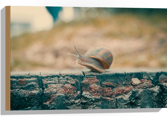 WallClassics - Hout - Slak op Houten Balk - 60x40 cm - 12 mm dik - Foto op Hout (Met Ophangsysteem)