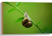 WallClassics - Hout - Slak op een Tak - 60x40 cm - 12 mm dik - Foto op Hout (Met Ophangsysteem)