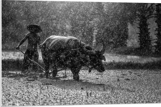 WallClassics - PVC Schuimplaat- Aziatische Boer aan het Werk in de Regen Zwart / Wit - 90x60 cm Foto op PVC Schuimplaat