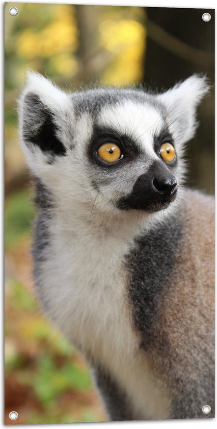 WallClassics - Poster de jardin - Lémur catta dans la nature - 50 x 100 cm Photo sur poster de jardin (décoration murale pour l'extérieur et l'intérieur)