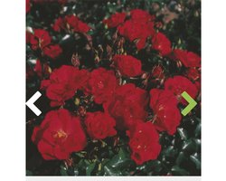 Rosa 'Rotilia' adr 2002® - FLORIBUNDA 'ROTILIA', STRUIKROOS IN POT